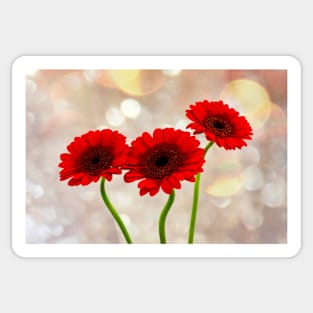 Red Gerbera Times Three Sticker